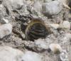 Hoplitis sp.